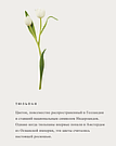 Скраб для тела Rituals AMSTERDAM COLLECTION Body Scrub, фото 4