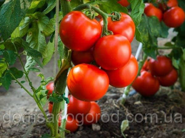 Томат  ТАНЯ F1 |  TANYA  F1 Seminis 1000 насінин