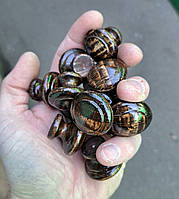 Меблева дерев'яна ручка No8 лаковані