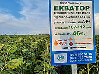 Соняшник ЕКВАТОР під ЄвроЛайтинг. Гібрид ЕКВАТОР 42ц/га, олія 50%, засуха 9 балів, заразу A-F+, фото 2