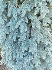 Ялинка лита Швейцарська 2.5м, Блакитна, фото 4