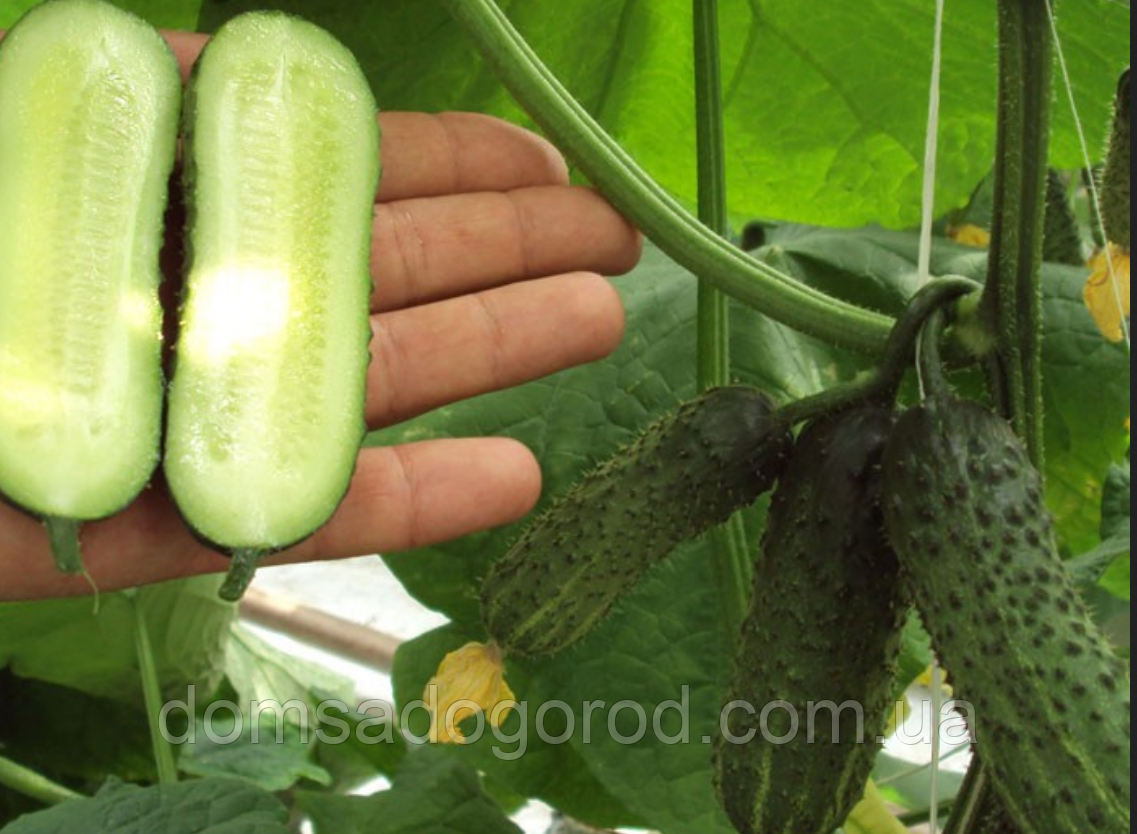 Огірок МАША  F1 | MASHA  F1  Seminis 250 семян