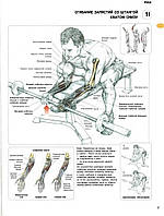 Мышцы. Сгибание запястий со штангой хватом снизу - постер