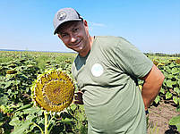 Сантос Плюс під Євро-Лайтінг вовчок A-F. Соняшник під Євролайтинг Сантос Плюс КЛ 47ц/га. Фракція Екстра, фото 7