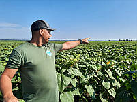 Гібрид соняшника Сантос A-F+. Насіння соняшнику Сантос 45ц/га. Соняшник Сантос під Євролайтинг., фото 6