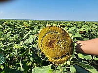 Гібрид соняшника Сантос A-F+. Насіння соняшнику Сантос 45ц/га. Соняшник Сантос під Євролайтинг., фото 7