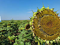 Насіння соняшника Сантос Плюс КЛ. Соняшник під ЄвроЛайтінг. Сантос Плюс під Євролайтинг. Екстра, фото 7