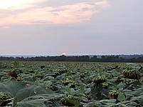 Гібрид соняшника Сантос A-F+. Насіння соняшнику Сантос 45ц/га. Соняшник Сантос під Євролайтинг., фото 9