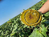 Насіння соняшника Сантос Плюс КЛ. Соняшник під ЄвроЛайтінг. Сантос Плюс під Євролайтинг. Екстра, фото 8