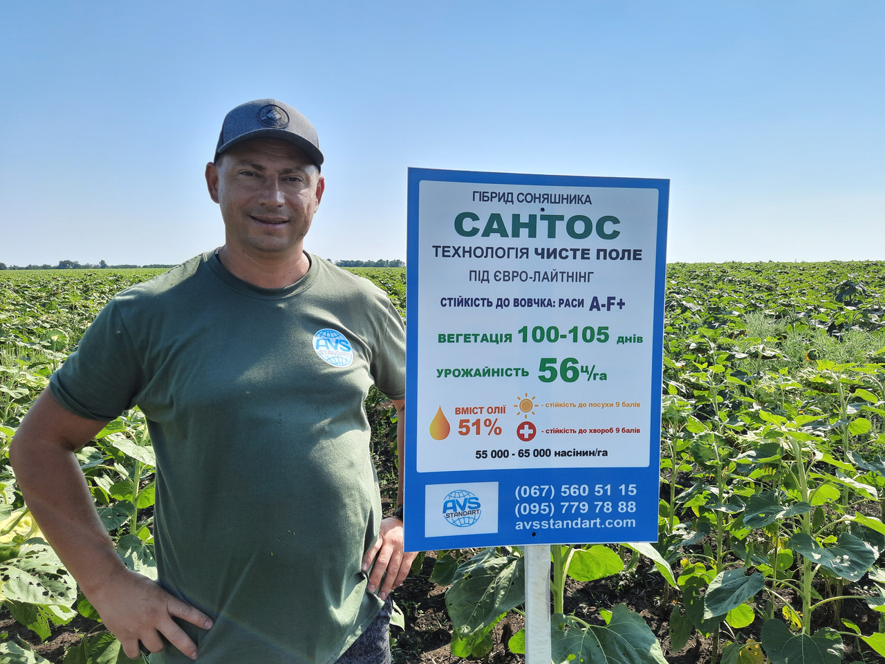 Насіння САНТОС КЛ під Євролайтинг. Насіння соняшнику Сантос 45ц/га. Соняшник Сантос 105 днів A-F. Екстра, фото 1