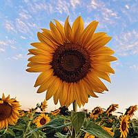 Насіння соняшника Бомонд під гербіцид Гранстар, фр. стандарт