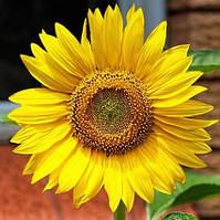 Стійкий до вовчка