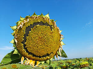 САНТОС КЛ під ЄвроЛайтінг. Насіння соняшника САНТОС КЛ. Соняшник САНТОС КЛ 105 днів, 45ц/га, A-F+