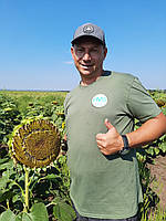 Сантос Плюс під Євро-Лайтінг вовчок A-F. Соняшник під Євролайтинг Сантос Плюс КЛ 47ц/га. Фракція Екстра, фото 6