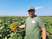 Сантос Плюс під Євро-Лайтінг вовчок A-F. Соняшник під Євролайтинг Сантос Плюс КЛ 47ц/га. Фракція Екстра, фото 8