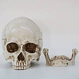 Анатомічна модель Череп RESTEQ 19x14x16 см. Модель черепа людини, знімна щелепа. Череп людини декоративний, фото 2