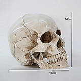 Анатомічна модель Череп RESTEQ 19x14x16 см. Модель черепа людини, знімна щелепа. Череп людини декоративний, фото 4