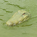 Катер крокодил, р/к плаваюча голова крокодила, іграшка з імітацією голови крокодила Flytec V002 2,4G, фото 3