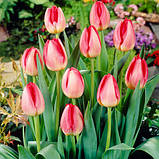 Тюльпан Тріумф Judith Leyster цибулини, фото 2