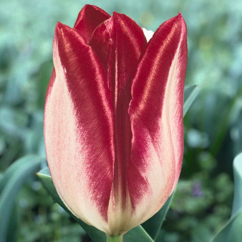 Тюльпан Тріумф Judith Leyster цибулини, фото 1