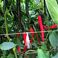 Насіння гострого перцю Хайфі F1 / Khayfi F1 (Enza Zaden), 10 насінин - ранній (65-70 днів), високоврожайний