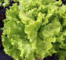 Насіння листового салату Афіціон (Rijk Zwaan), 30 насінин — ультраранній, тип Батавія, високоврожайний