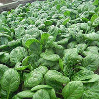Насіння шпинату Боа (Rijk Zwaan), 2 грама — скоростиглий сорт шпинату для всесезонного вирощування