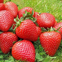 Полуниця/Земляніка