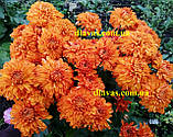 Хризантема ЗОЛОТИЙ ДУКАТ горщік 0,5 л, фото 3