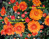 Хризантема ЗОЛОТИЙ ДУКАТ горщік 0,5 л, фото 4