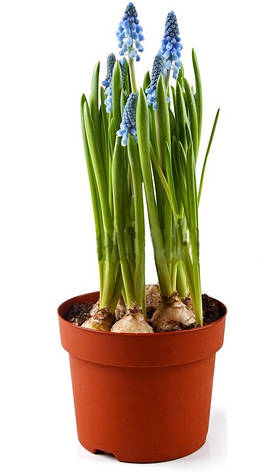 Мускарі Блю Меджік (Blue Magic), 5 шт. Голландія, фото 2