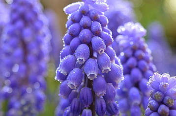 Мускарі Блю Меджік (Blue Magic), 5 шт. Голландія, фото 2
