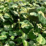 Фікус пуміла Керлі кімнатна ліана Ficus Pumila Curly, фото 3