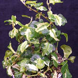 Фікус пуміла Керлі кімнатна ліана Ficus Pumila Curly, фото 4