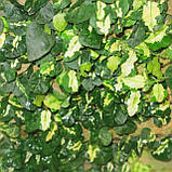 Фікус пуміла Керлі кімнатна ліана Ficus Pumila Curly, фото 2