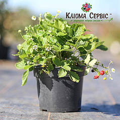 Суниця альпійська сорт Регіна, контейнер 3 л