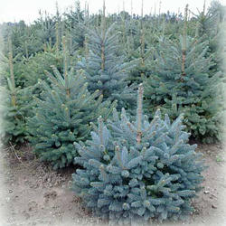 Хвойні рослини