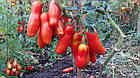 Насіння Помідор Забава  (помідор жигало, казанова, аурія, дрова) Сонячний березень, фото 3
