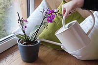 Як поливати орхідеї - 10 порад, які можуть вас вразити.