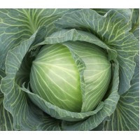 Насіння Капуста пізня Анкома F1 поштучно 20 насінин Rijk Zwaan