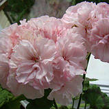 Пеларгонія зональна вкорінений живець 1 шт колір Мікс Pelargonium zonale, фото 2