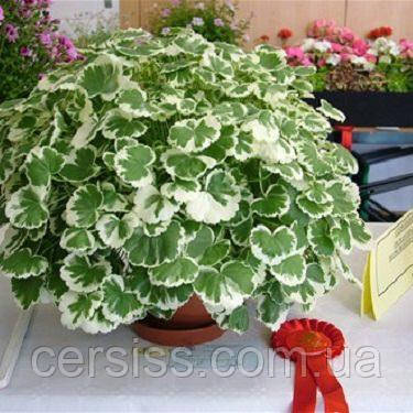 Пеларгонія варієгатна Petals вкорінений живець Pelargonium Petals, фото 1