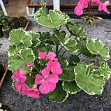 Пеларгонія варієгатна Petals вкорінений живець Pelargonium Petals, фото 2
