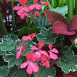 Пеларгонія варієгатна Petals вкорінений живець Pelargonium Petals, фото 3