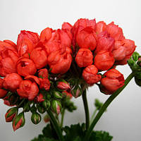 Пеларгония Red Pandora укорененный черенок, Pelargonium Red Pandora