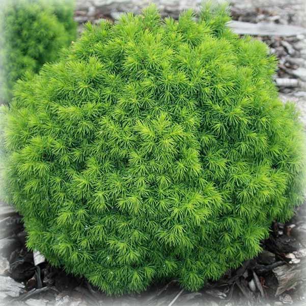 Ялина глаука Альберта Глобе (Alberta Globe), фото 1