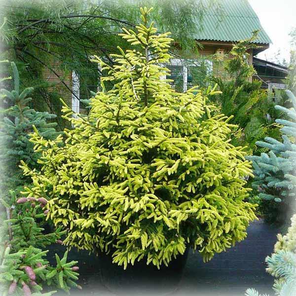 Ялина східна Ауреоспіката (Aureospicata), фото 1