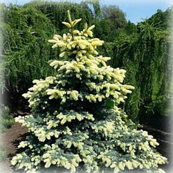 Ялина колюча Біалобок (Bialobok)