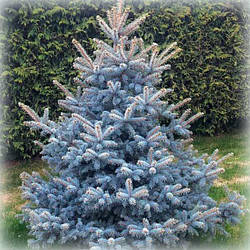 Ялина колюча Блю Даймонд (Blue Diamond)