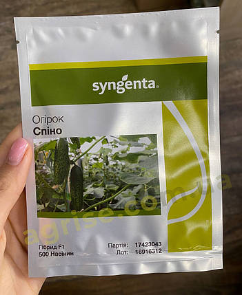 Насіння огірка Спіно F1 (Spino F1) Syngenta 500, фото 3